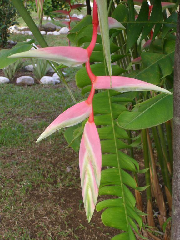 Finca Kobo Palo Seco Buitenkant foto
